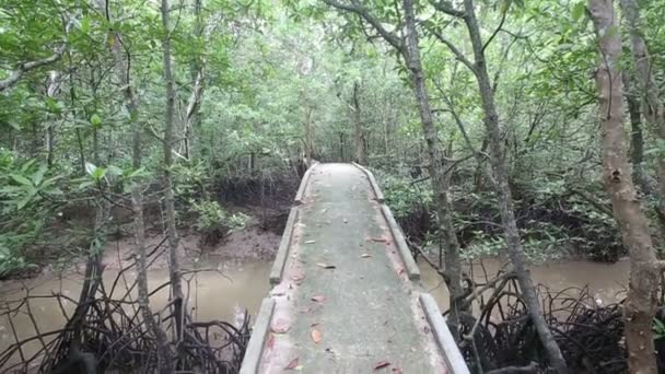 Brug over een stroom in de mangrove bossen — Stockvideo