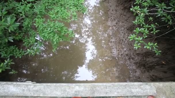 Dere akar mangroves kök sistemi — Stok video