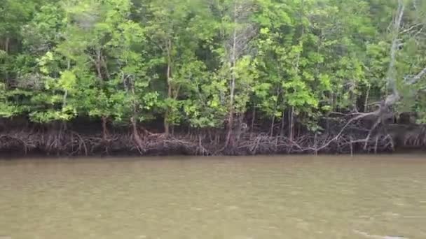 Båt flyter på floden av mangrove — Stockvideo