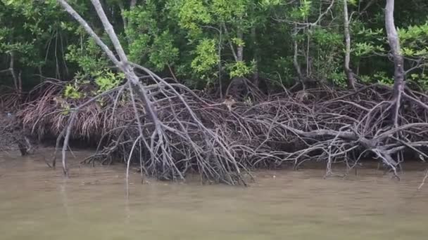 Apan klättrar på mangroveträd — Stockvideo