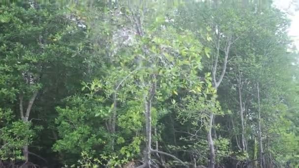 Macaco sobe nas árvores de mangue — Vídeo de Stock