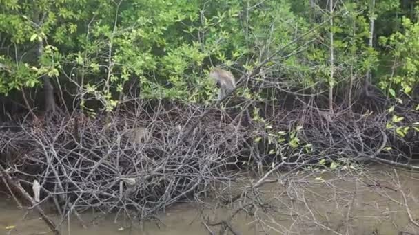 Singe saisir de la nourriture sur les mangroves — Video