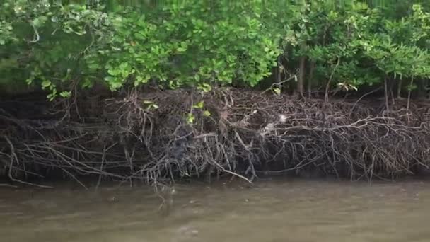 Affen laufen um Wurzeln herum — Stockvideo