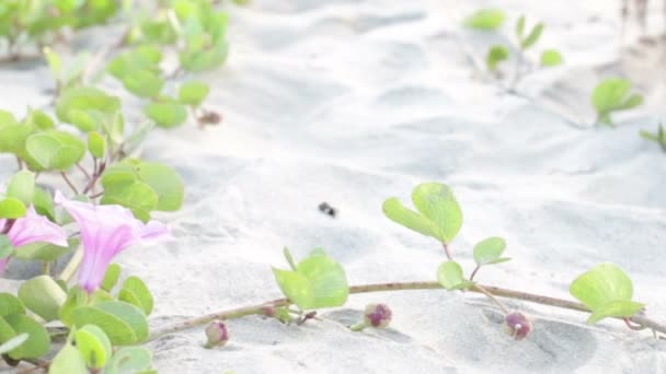 Primitive Frau, die im Sand gräbt — Stockvideo