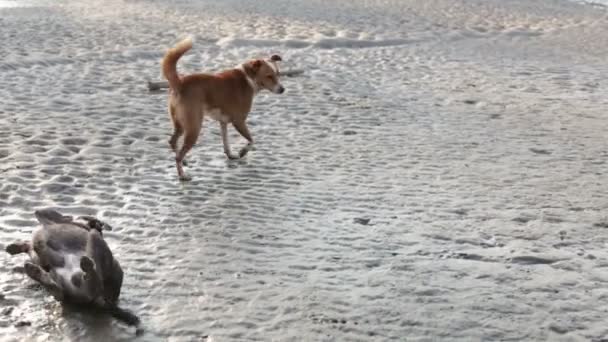 Manusia prasejarah bermain dengan anjing di pantai — Stok Video