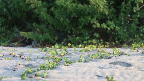 Primitieve mens werd gehouden op het zand — Stockvideo