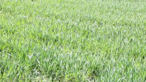 Wheat field in spring — Stock Video