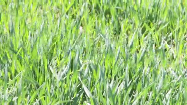Пшеничное поле весной — стоковое видео