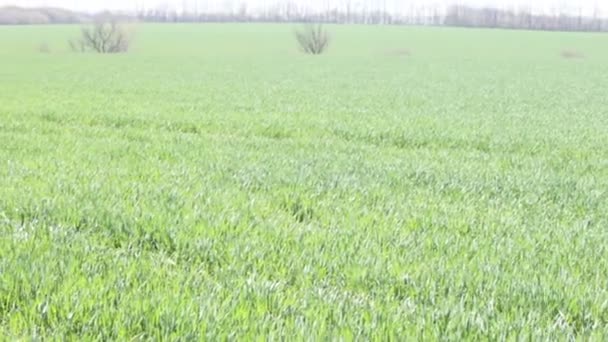 Campo de trigo en primavera — Vídeos de Stock