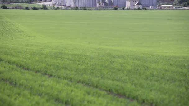 Granary near the green field — Stock Video