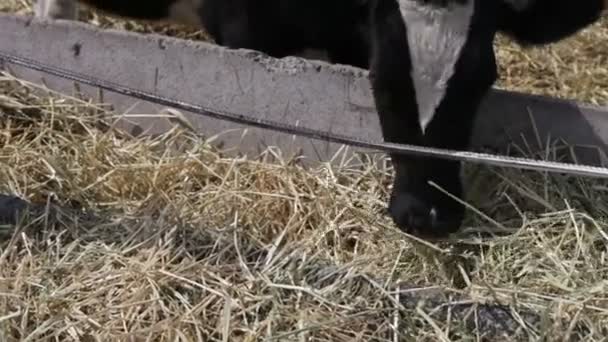 Αγελάδα που τρώει — Αρχείο Βίντεο