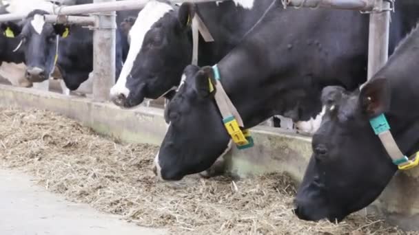 Vacas na quinta — Vídeo de Stock