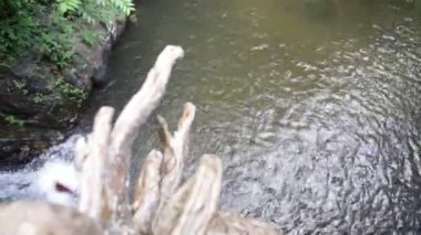 şelale tropikal ormanda