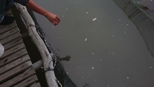 Peixe na lagoa derrubar a alimentação — Vídeo de Stock