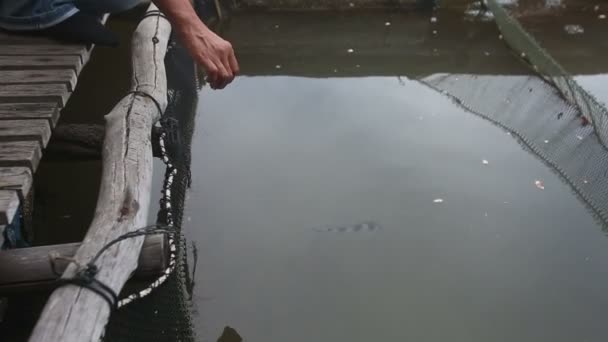 연못에 있는 물고기 피드 노크 — 비디오