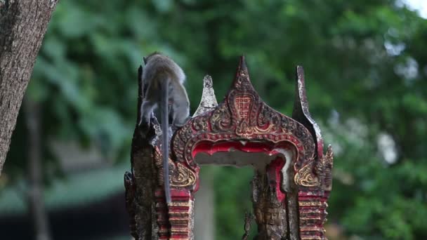 Monkey eats rice on the pebbles — Stock Video