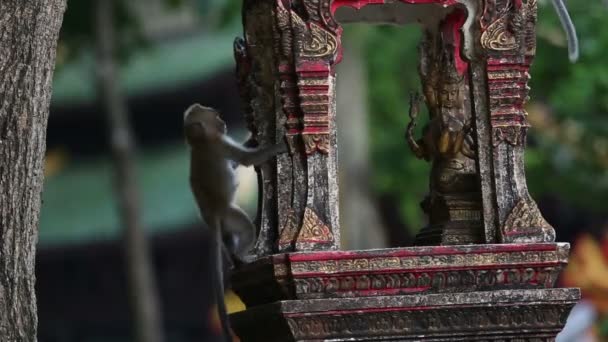 Affe frisst Reis auf Kieselsteinen — Stockvideo