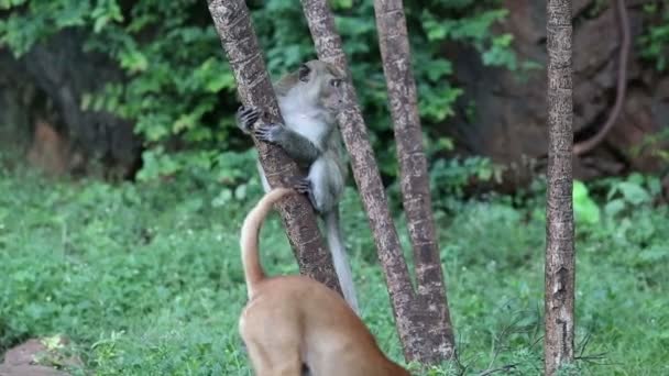 Singe mange du riz sur les cailloux — Video