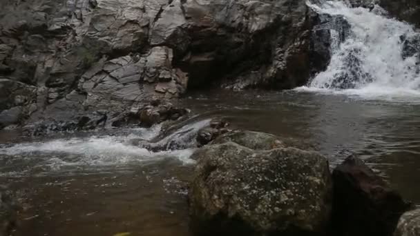 Cascade dans la jungle tropicale 