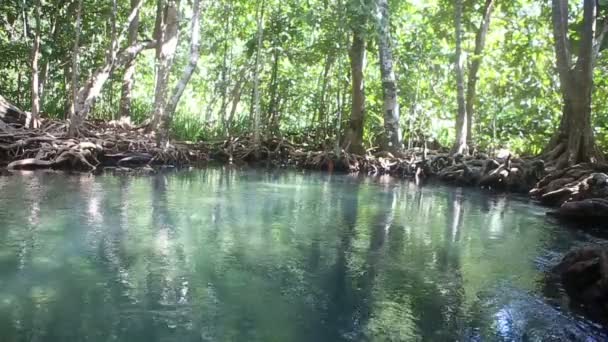 Flussi di acqua limpida tra le radici delle mangrovie — Video Stock