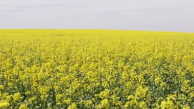 Petrol çekirdeği tecavüzü tarlası