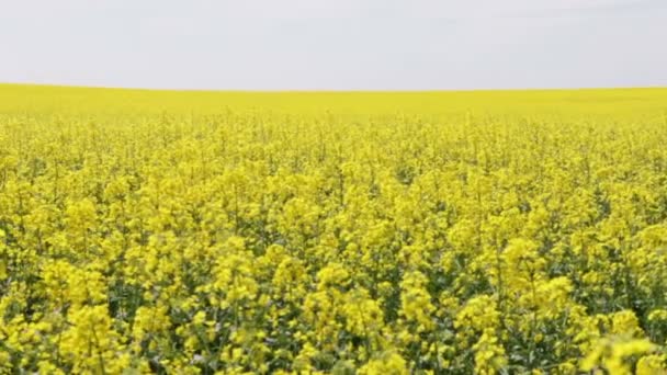 Champ de colza oléagineux — Video