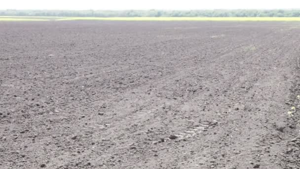 Frisch gepflügtes Feld schwarzer Erde — Stockvideo