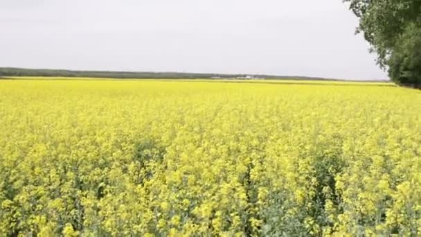 Поле олійного ріпаку — стокове відео