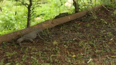 iguana Hayvanat Bahçesi