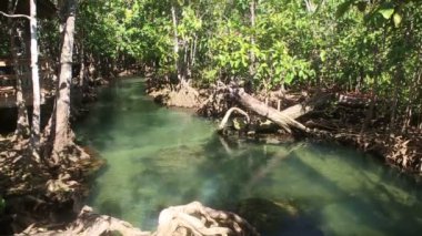 kökleri arasında su akar