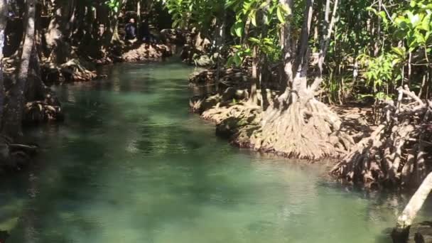 Water flows among   roots — Stock Video