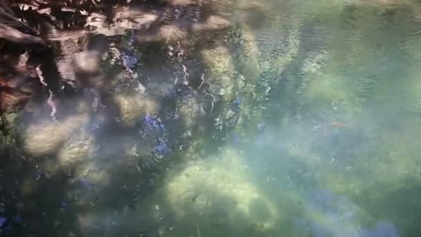 Wasser fließt zwischen Wurzeln — Stockvideo