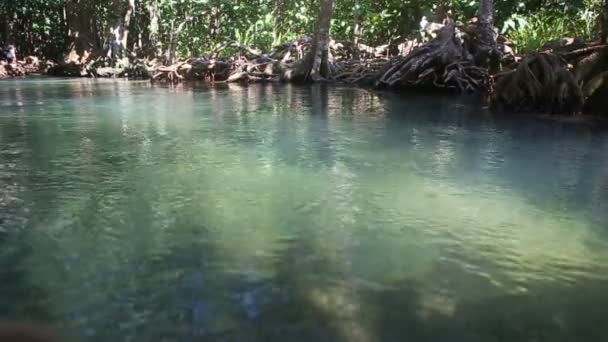 Écoulement de l'eau entre les racines — Video