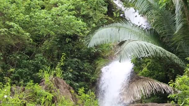 Водопад в джунгли — стоковое видео
