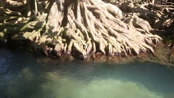 Water flows among   roots — Stock Video