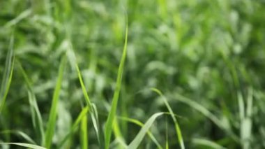 Yeşil Rüzgar sallıyor