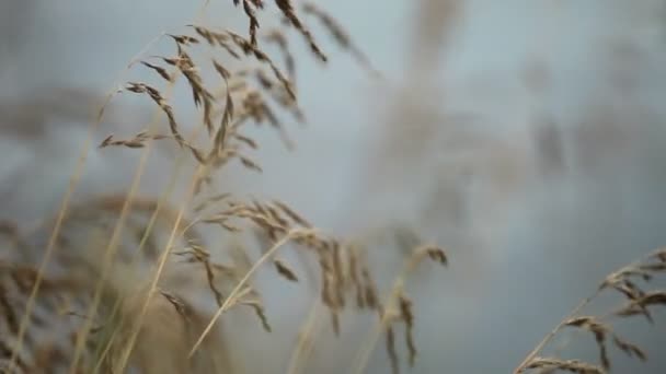 그린을 착취 하는 바람 — 비디오