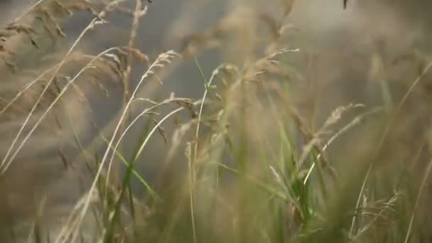 Vento treme verde — Vídeo de Stock