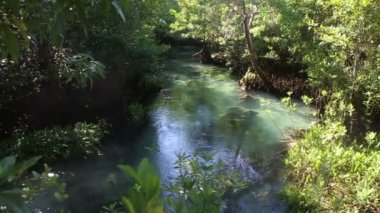 mangrov kökleri arasında su