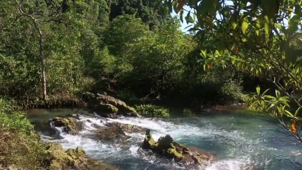 Agua entre raíces de manglar — Vídeos de Stock