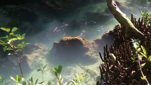 Water  among  mangrove roots — Stock Video