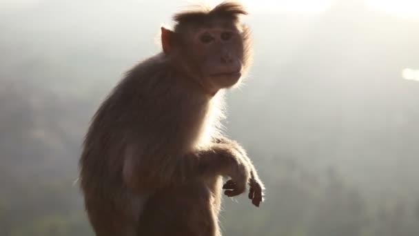 Monkey on   rock — Stock Video