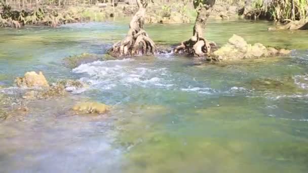 マングローブの根の間で水します。 — ストック動画