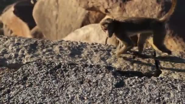 Monos en la cima de la montaña — Vídeo de stock