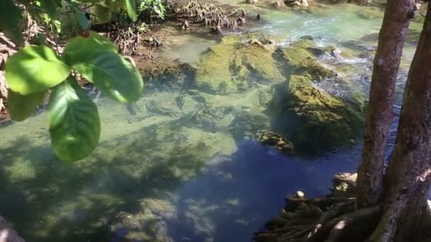 Vody mezi mangrovové kořeny — Stock video
