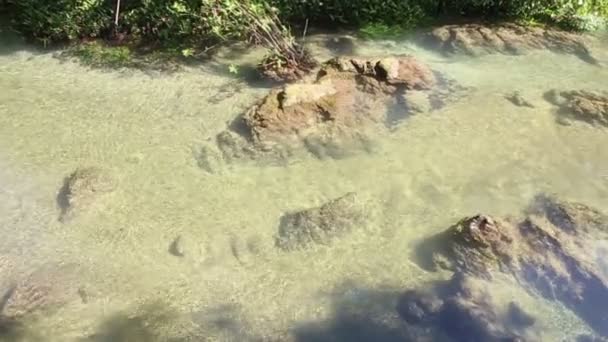 Water onder de mangrove wortels — Stockvideo