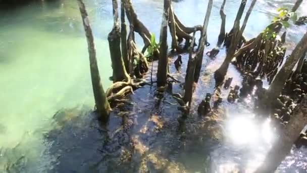 Water onder de mangrove wortels — Stockvideo