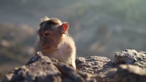 Monkey on   rock — Stock Video