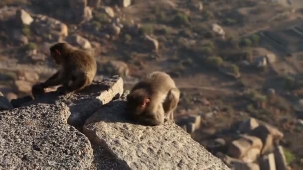 Singes au sommet de la montagne — Video