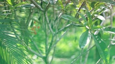 Ficus sabah ışık